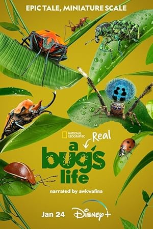 A Real Bug’s Life